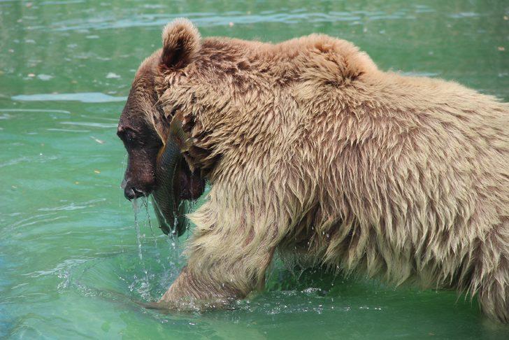Hayvanat bahçesi sakinlerine fıskiyeli serinlik G4