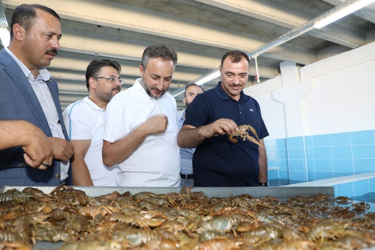 Elazığ&rsquo;dan d&uuml;nya pazarına kerevit, kilosu 100 TL