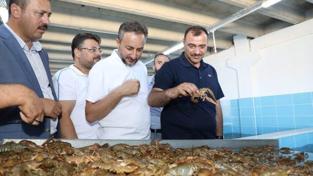 Elazığ’dan dünya pazarına kerevit, kilosu 100 TL