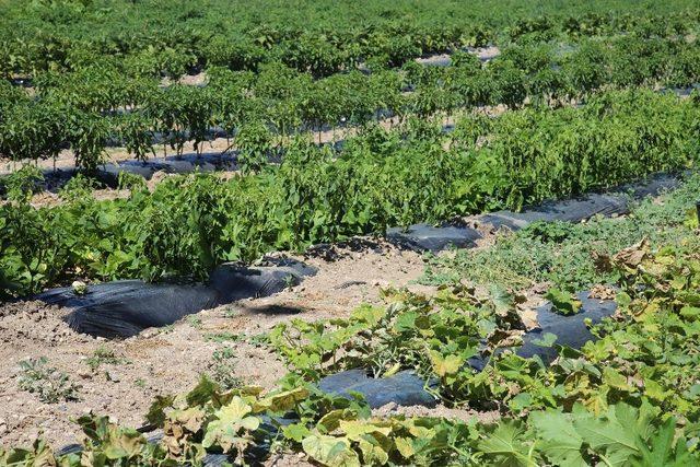 Artova’da tarımsal atak