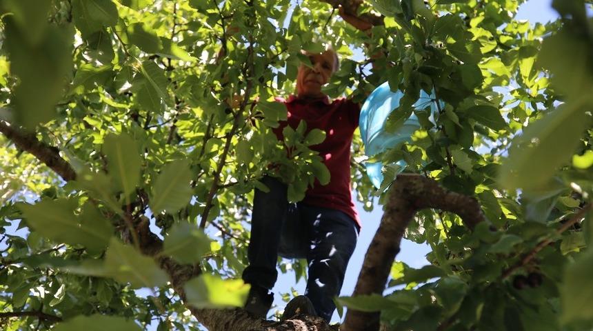 Artova&rsquo;da tarımsal atak