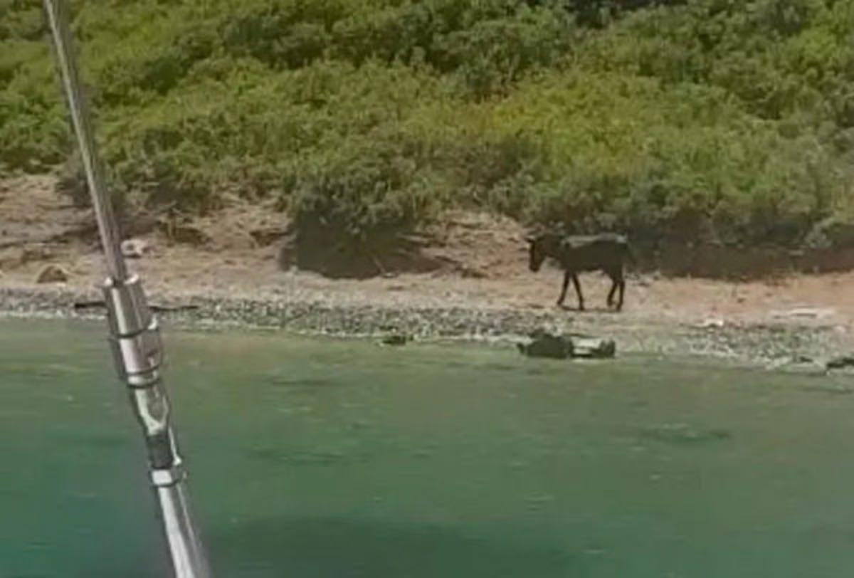 Marmaris'te adaya terk edilen eşek kurtarıldı