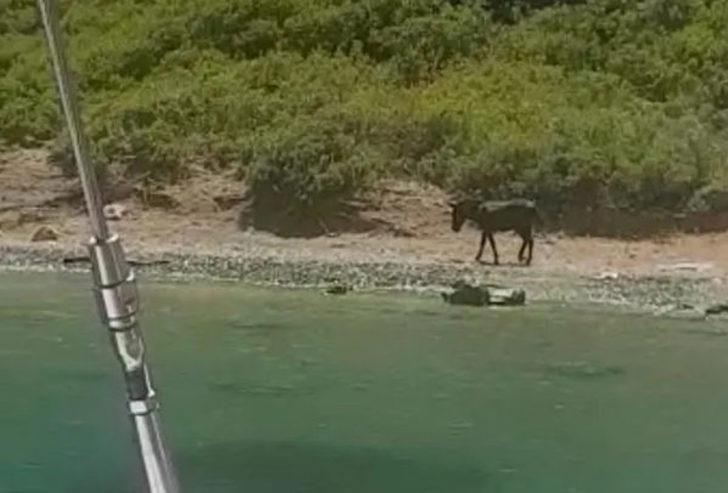 Marmaris'te adaya terk edilen eşek kurtarıldı G2