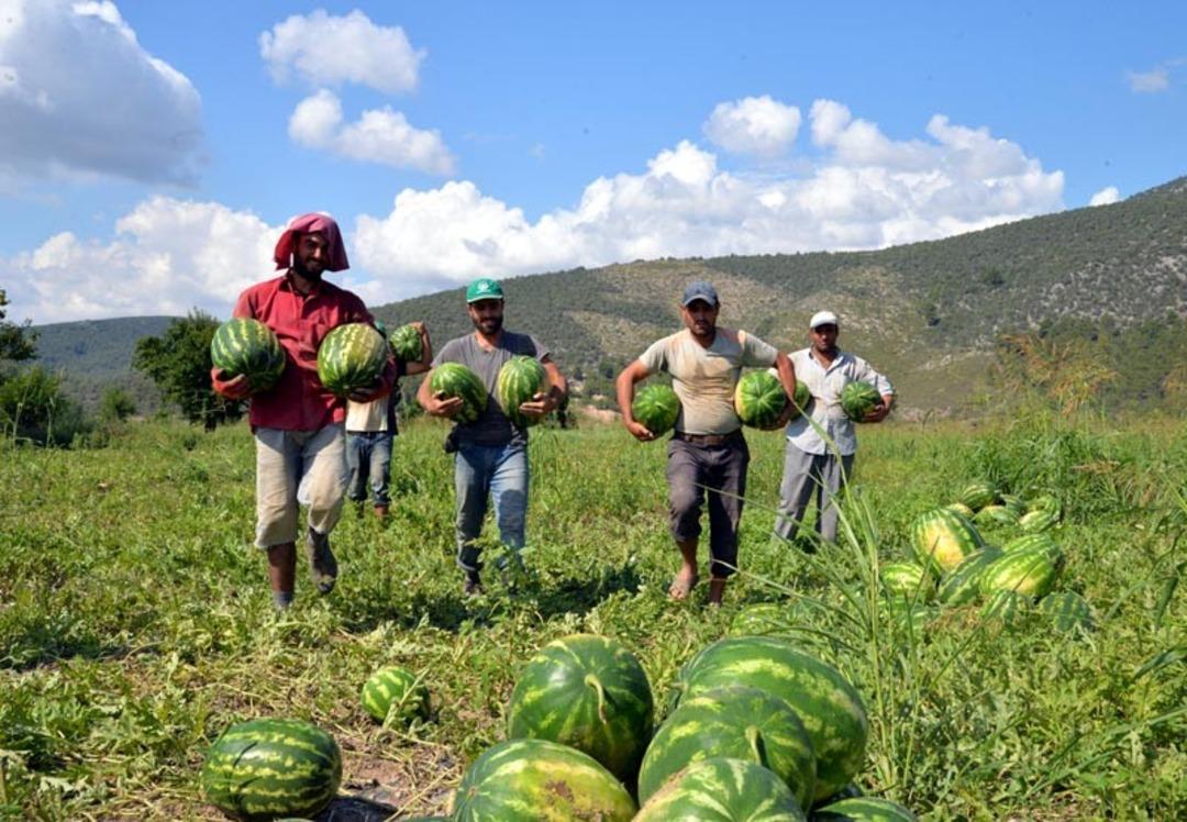 Bilecik&rsquo;te ilk karpuz ve kavun hasadı yapıldı
