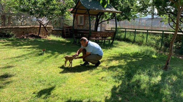 Yavru dağ keçisi, vali konağında koruma altına alındı