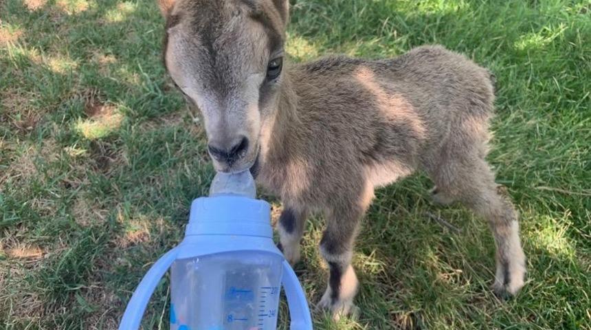 Yavru dağ ke&ccedil;isi, vali konağında koruma altına alındı