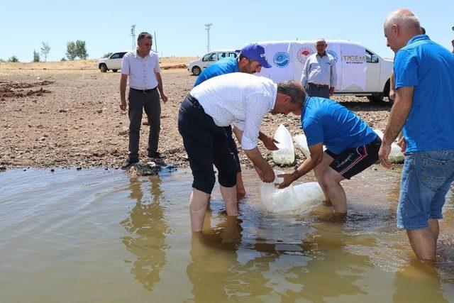 250 bin pullu sazan yavrusu Kalecik Barajı’na bırakıldı