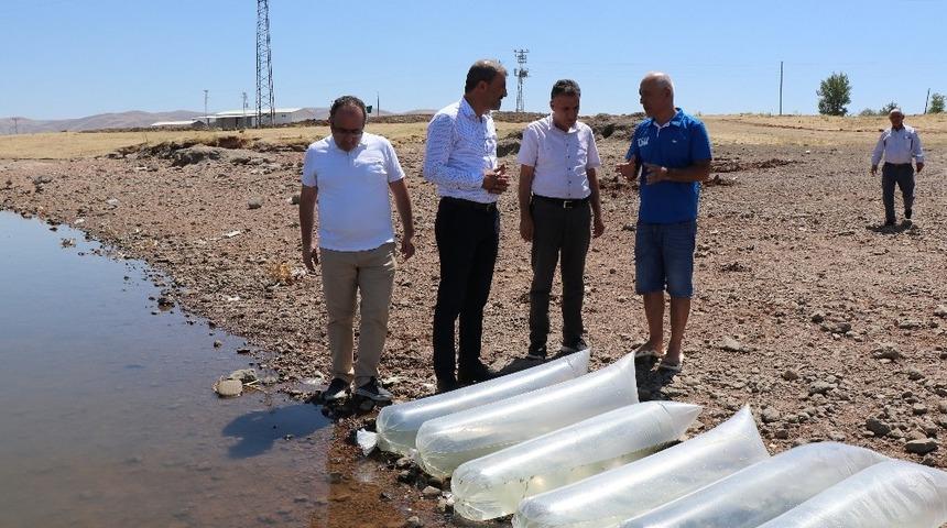250 bin pullu sazan yavrusu Kalecik Barajı&rsquo;na bırakıldı