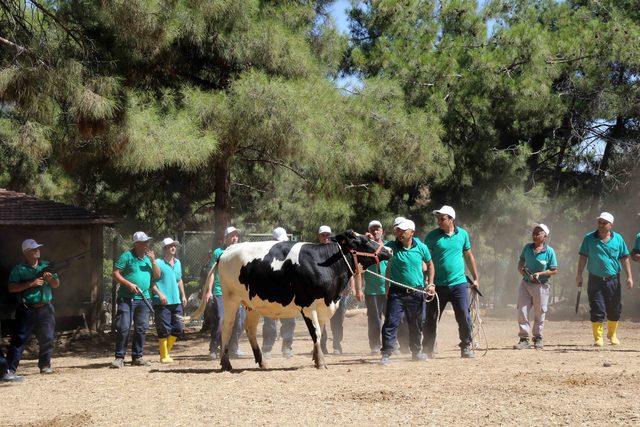 Gaziantep'te kurban yakalama timi drone da kullanacak