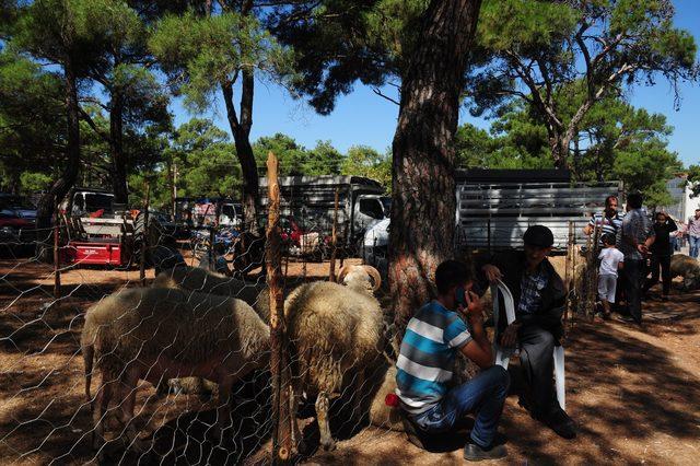 Bayramiç'te kurbanlık küçükbaşlar kasap fiyatına satılıyor