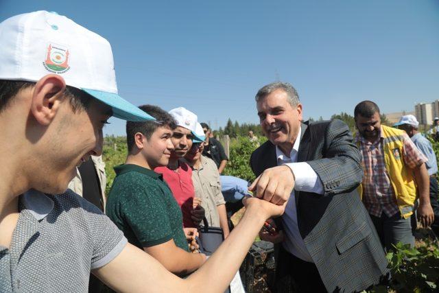 Beyazgül, belediyenin meyve fidanlığında üzüm topladı