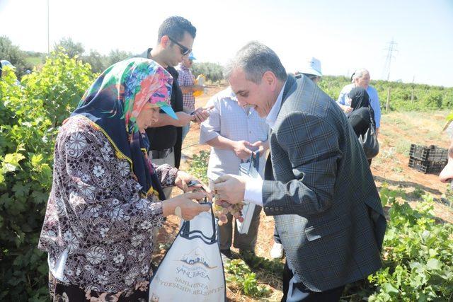 Beyazgül, belediyenin meyve fidanlığında üzüm topladı