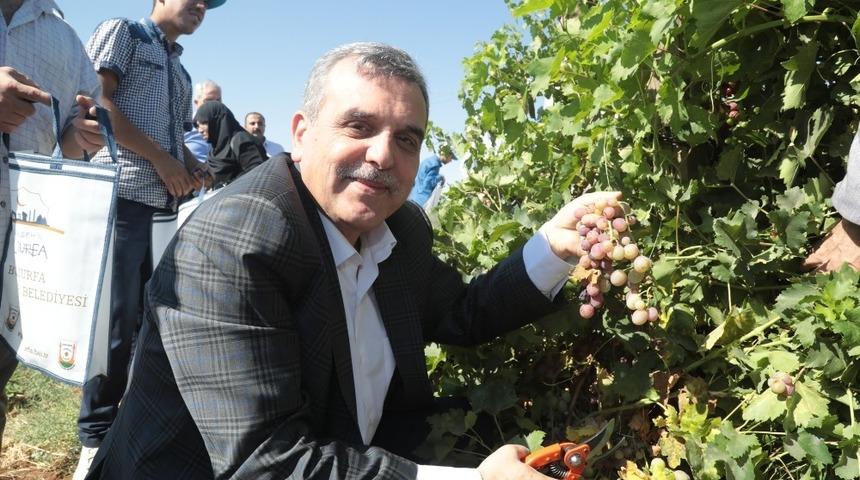 Beyazg&uuml;l, belediyenin meyve fidanlığında &uuml;z&uuml;m topladı