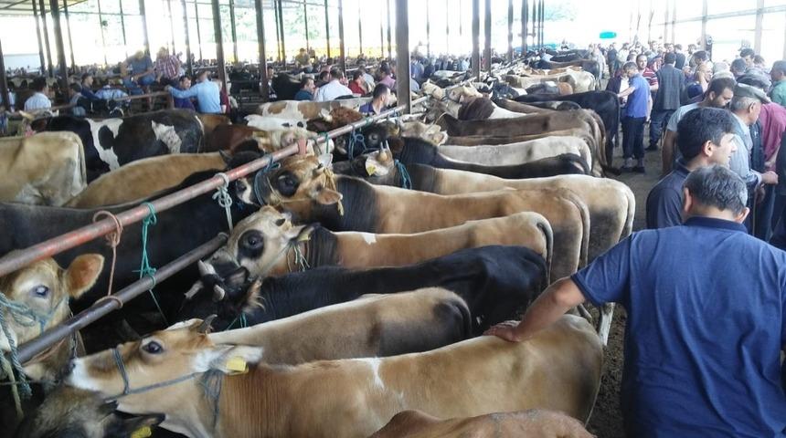 Bayram &ouml;ncesi kurbanlık hareketliliği