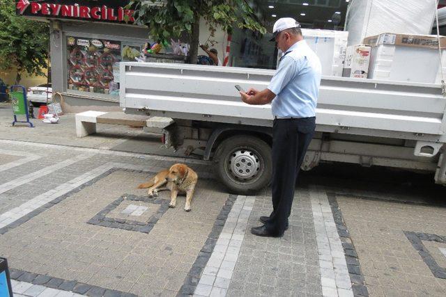 Köpekteki çok sayıda kene vatandaşları tedirgin etti