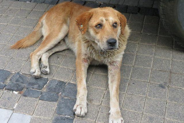 Köpekteki çok sayıda kene vatandaşları tedirgin etti