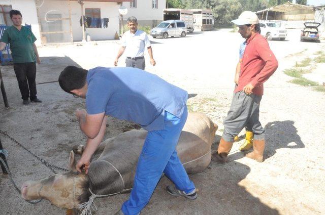 Kazasız ve kolay kurban kesimi için ‘Ruef ve Mide Düğümü’ tekniği