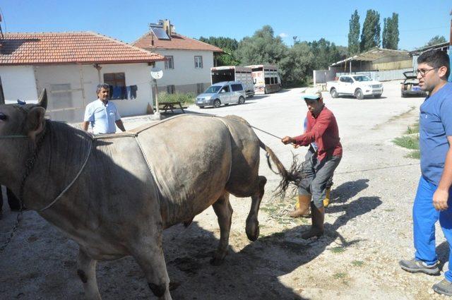 Kazasız ve kolay kurban kesimi için ‘Ruef ve Mide Düğümü’ tekniği