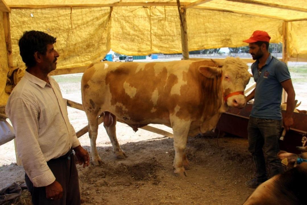 Oymaağa&ccedil; Kurban Pazarı&rsquo;nda kurbanlıklar m&uuml;şterilerini bekliyor