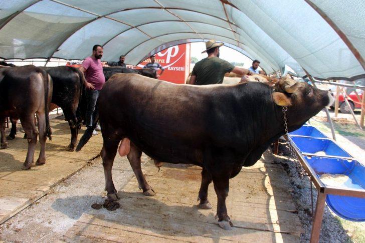 Oymaağaç Kurban Pazarı’nda kurbanlıklar müşterilerini bekliyor G2