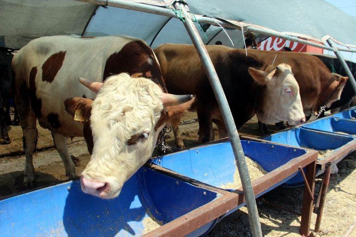 Oymaağaç Kurban Pazarı’nda kurbanlıklar müşterilerini bekliyor G3