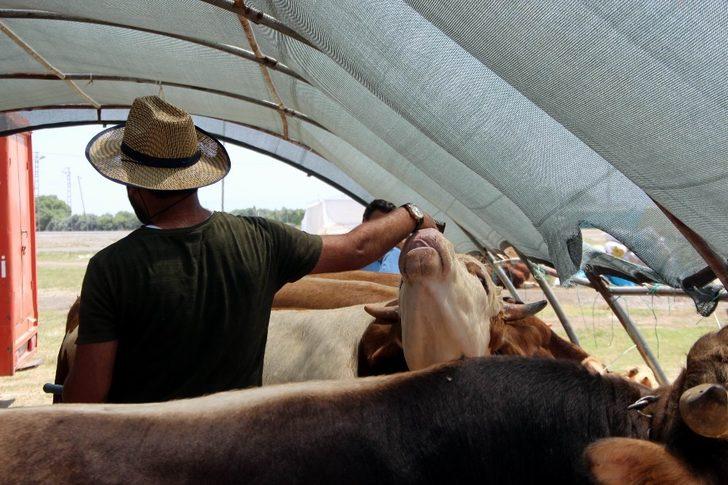 Oymaağaç Kurban Pazarı’nda kurbanlıklar müşterilerini bekliyor G4