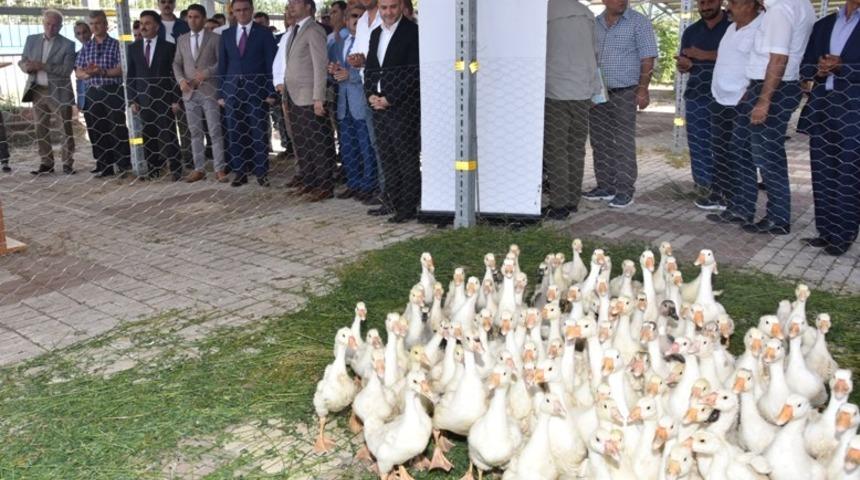 Tokat&rsquo;ta, 250 &ccedil;ift&ccedil;iye 20&rsquo;şer adet kaz dağıtıldı