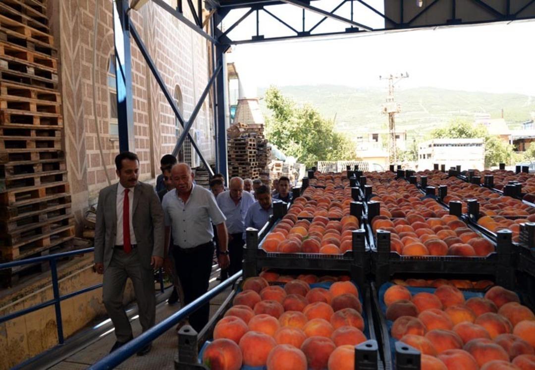 Vali Şent&uuml;rk şeftali hasadı yaptı