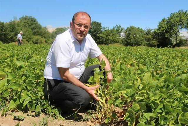 Kuru fasulye çeşidinin demonstrasyonu tarla günü etkinliği