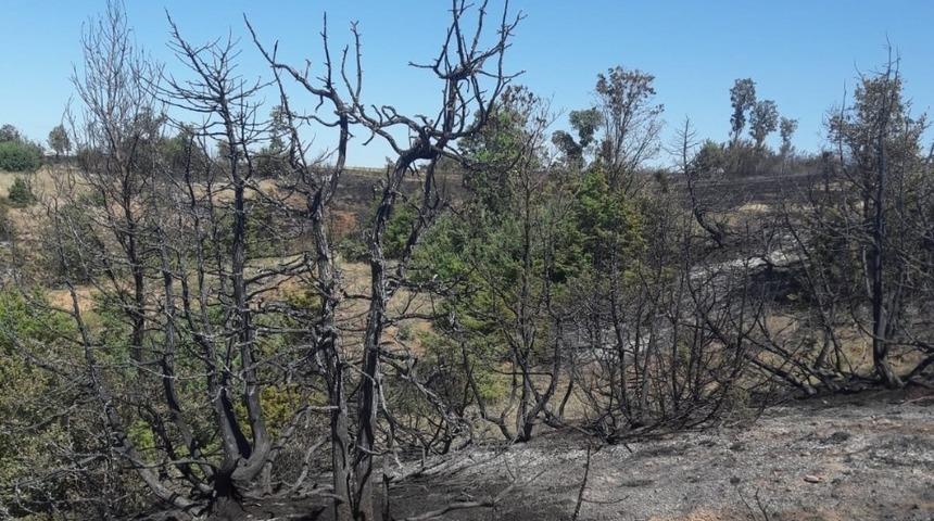 Sungurlu&rsquo;da orman yangını