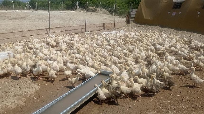 HRÜ’de kaz yetiştiriciliği projesi