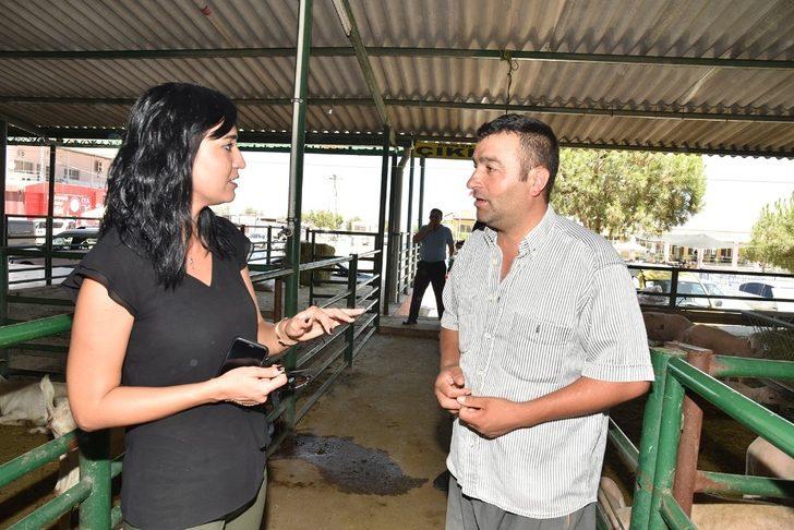 Canlı Hayvan Borsası ilaçlandı G2