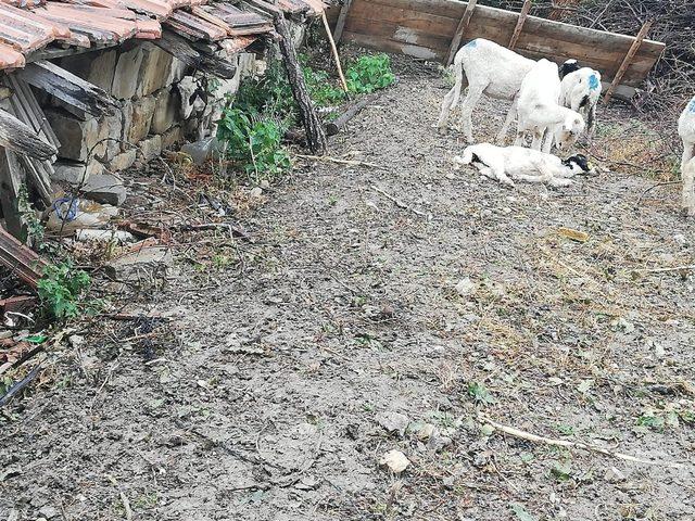 “Genç Çiftçi Projesi” kapsamında dağıtılan küçükbaş hayvanlar vebalı çıktı