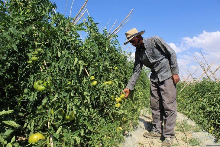 Vanlı çiftçilerin ürünleri değer buldu G2