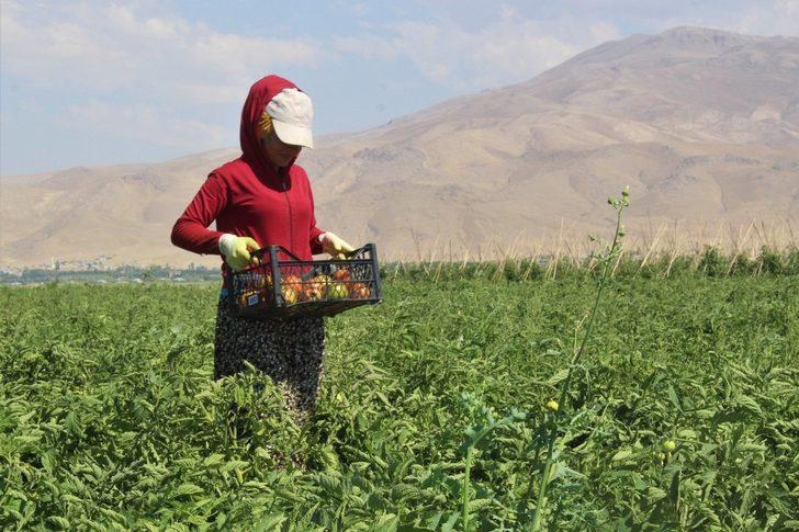 Vanlı çiftçilerin ürünleri değer buldu G3