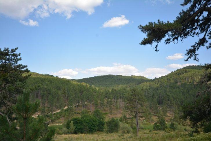 Vali, Emet’te ormancılık faaliyetlerini ve yangın müdahale tedbirlerini inceledi G4