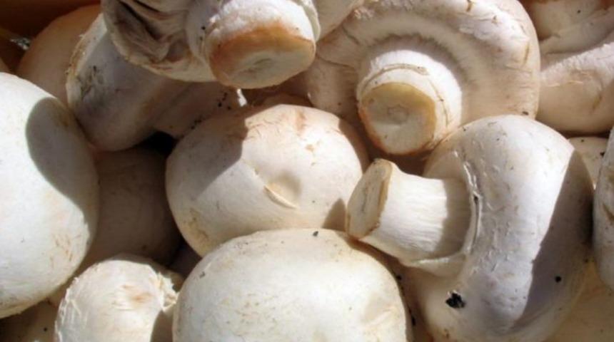 3 Adımda Mantarın Zehirli Olup Olmadığını Anlıyoruz!