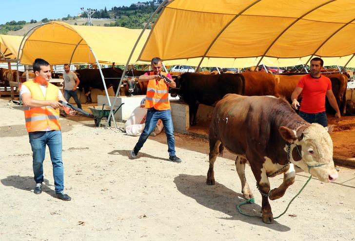 'Boğa Yakalama Timi' kurbana hazır G1