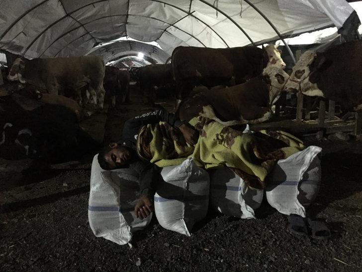 Hayvan pazarındaki besicilerin zorlu yaşamı G1