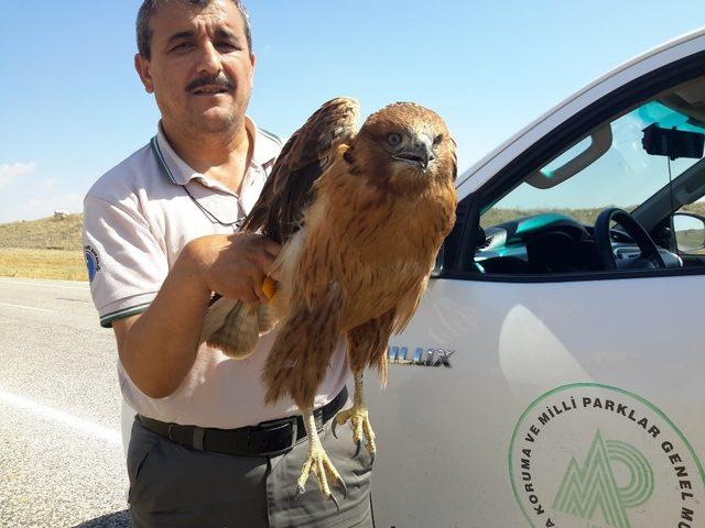 Karayolunda yaralı bulunan şahin tedavi altına alındı