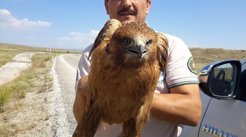 Karayolunda yaralı bulunan şahin tedavi altına alındı