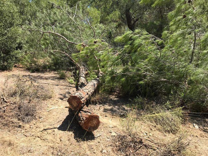 Buca'da 22 çam ağacının kimliği belirsiz kişiler tarafından kesildiği iddia edildi G5