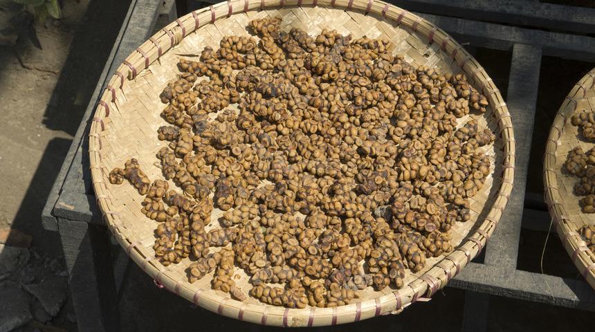 Daha neler duyacağız: D&uuml;nya &uuml;zerindeki en ilgin&ccedil; 9 yiyecek