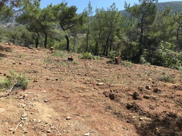 Buca'da 22 çam ağacının kimliği belirsiz kişiler tarafından kesildiği iddia edildi G4