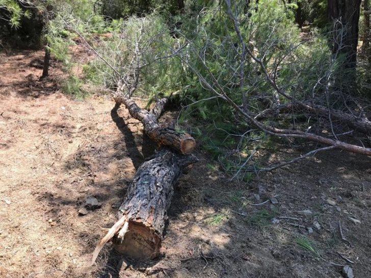 Buca'da 22 çam ağacının kimliği belirsiz kişiler tarafından kesildiği iddia edildi G1