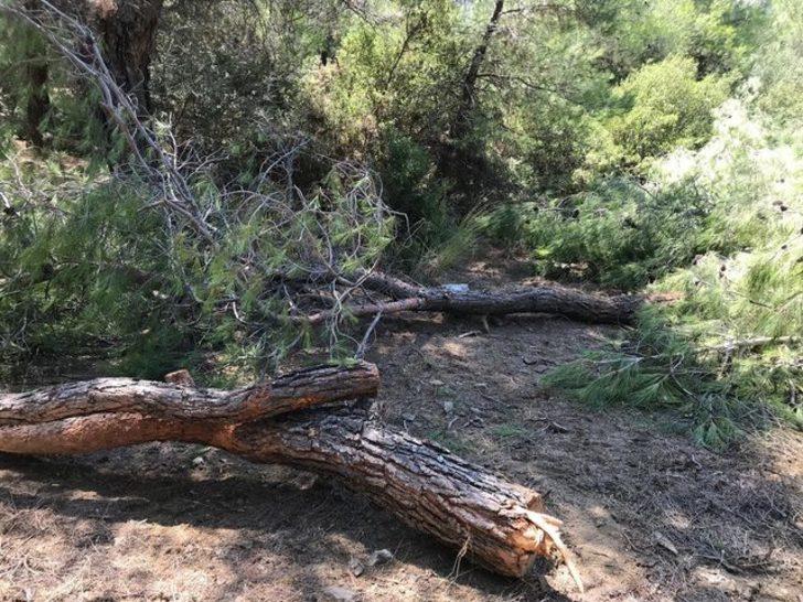 Buca'da 22 çam ağacının kimliği belirsiz kişiler tarafından kesildiği iddia edildi G2