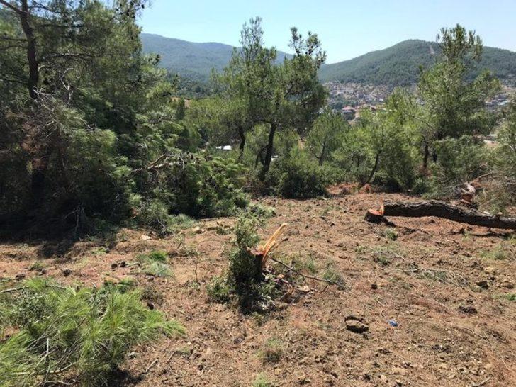 Buca'da 22 çam ağacının kimliği belirsiz kişiler tarafından kesildiği iddia edildi G3