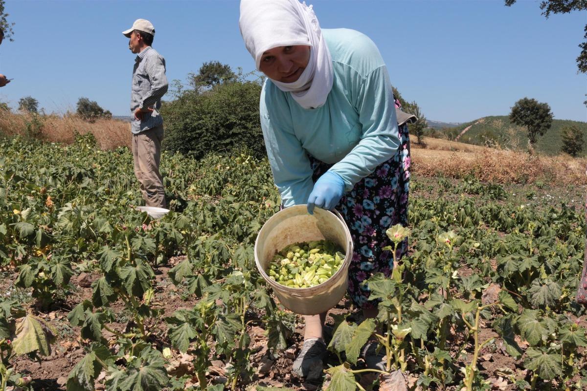Tarlada 4 liraya satılan bamya pazarda 16 liraya alıcı buluyor 