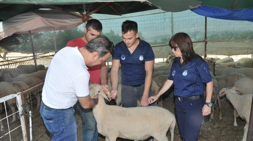 Menderes’te kurban denetimi
