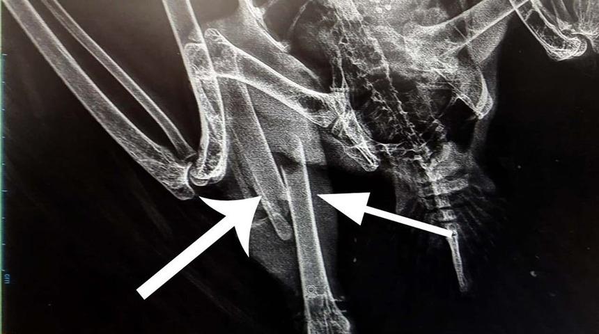 Bacağı kırık akbaba tedavi altına alındı